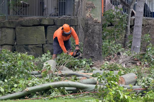 Best Best Tree Removal Services  in Concordia, MO